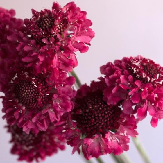 Build Your Own Wildflower Box (10 bunch minimum)