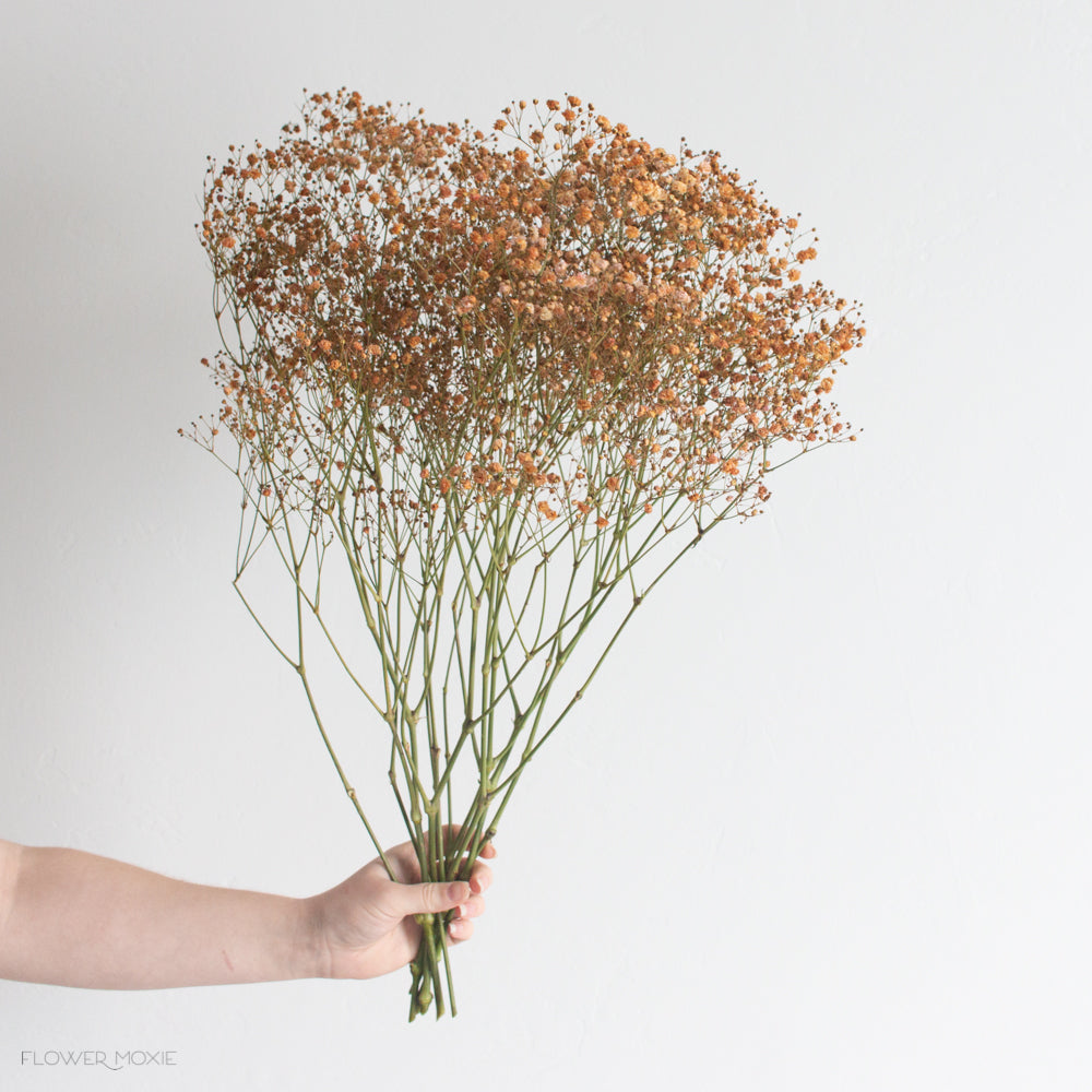 Tinted Terracotta Baby's Breath Flower