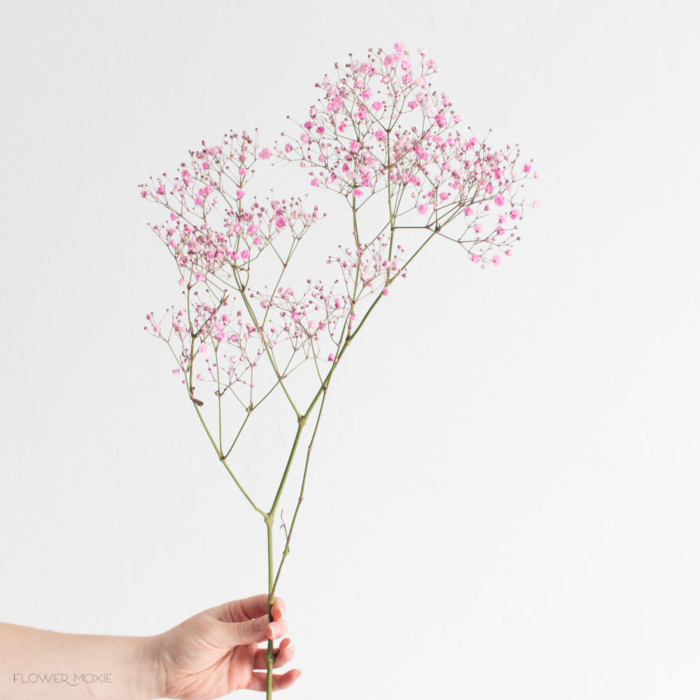 Tinted Pink Baby's Breath Flower