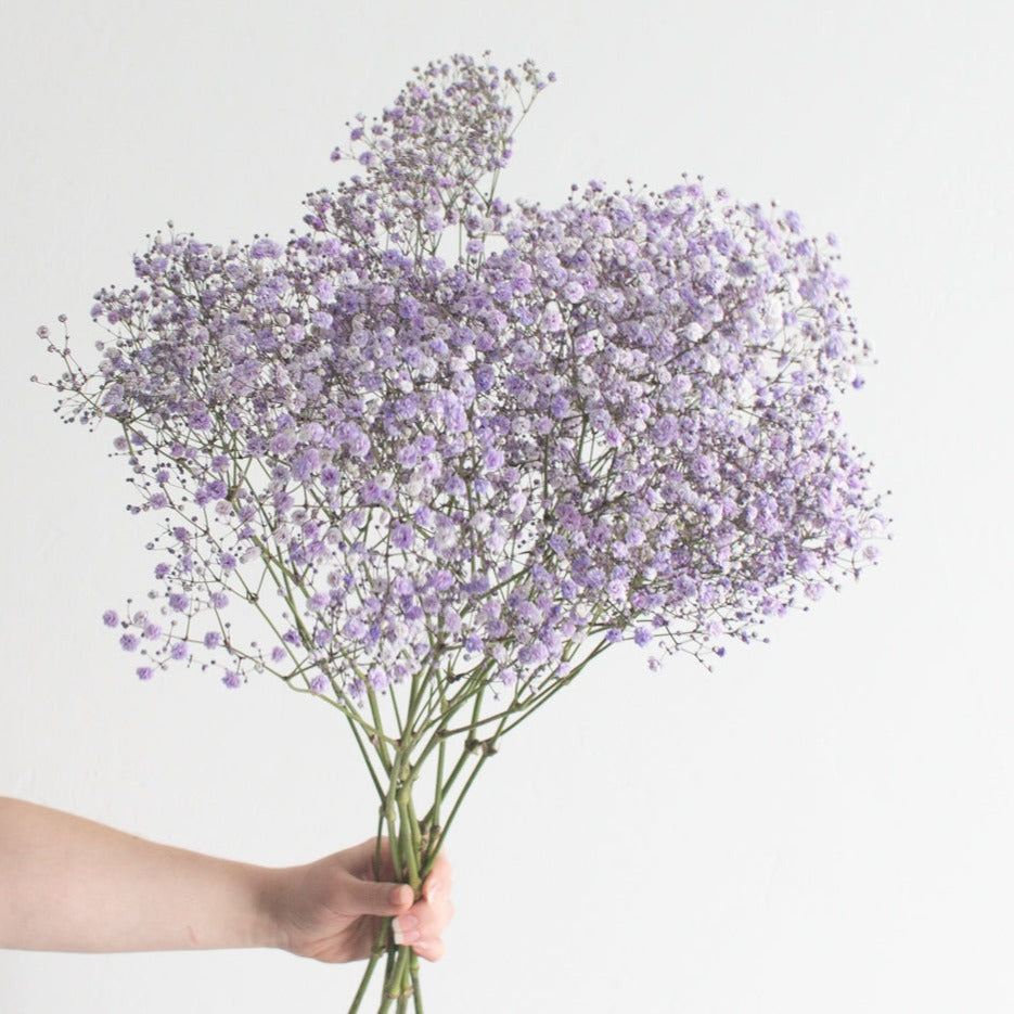 Tinted Lavender Baby's Breath Flower
