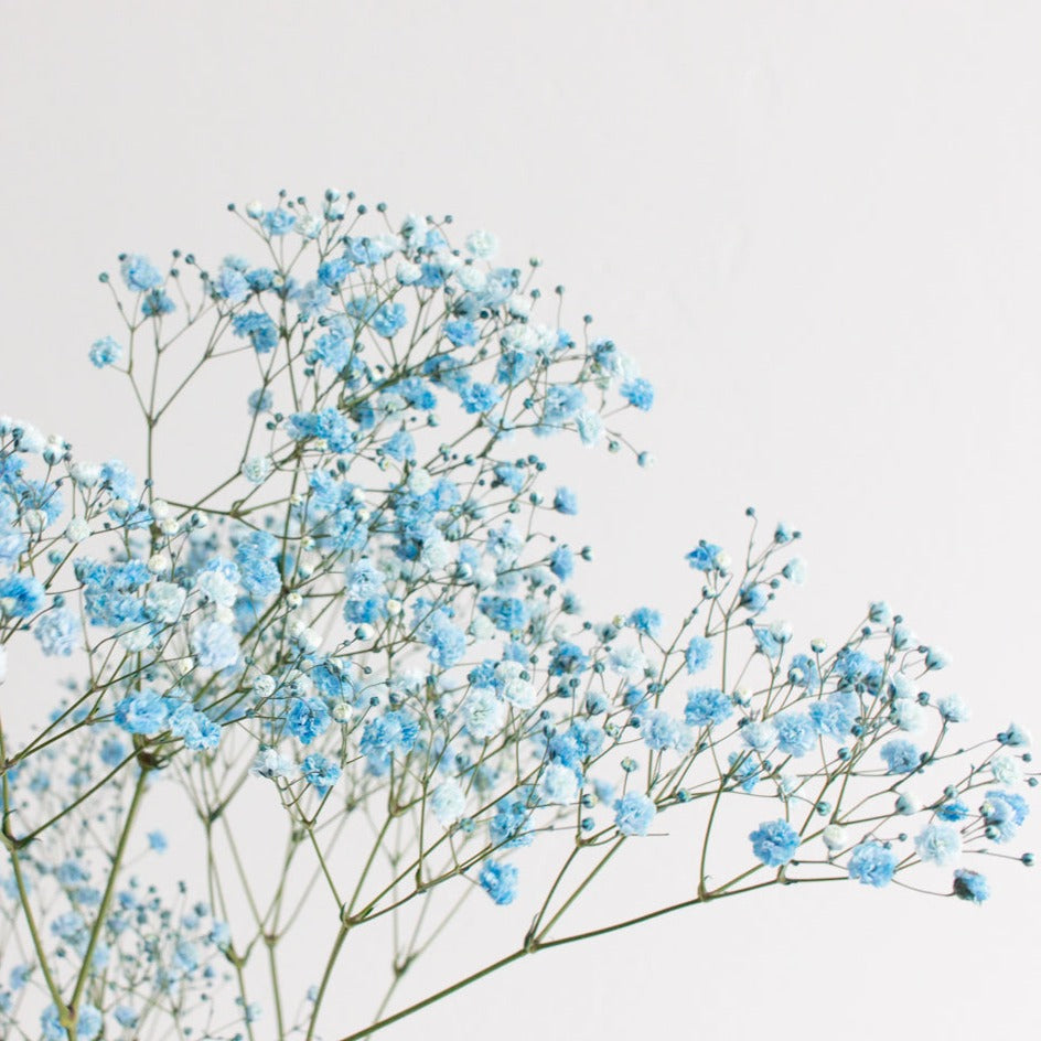 Tinted Blue Baby's Breath Flower