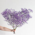 Tinted Purple Baby's Breath Flower