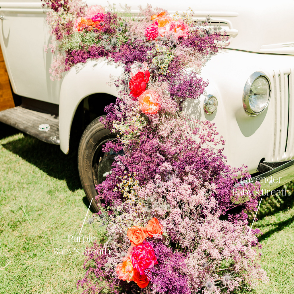 Tinted Purple Baby's Breath Flower
