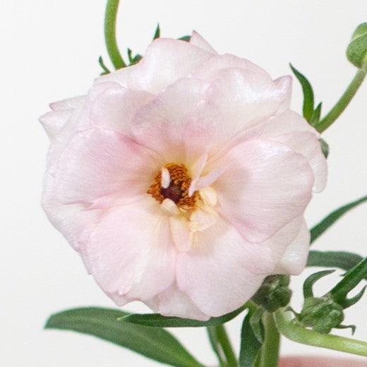 Build Your Own Wildflower Box (10 bunch minimum)
