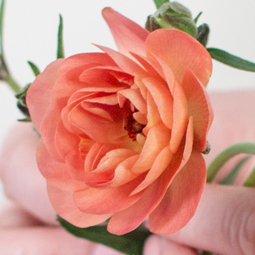 Build Your Own Wildflower Box (10 bunch minimum)