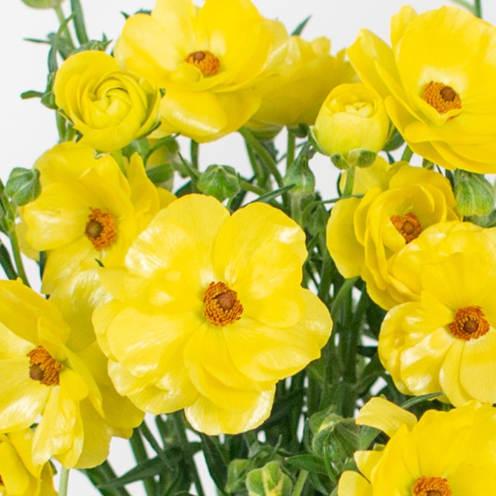 Build Your Own Wildflower Box (10 bunch minimum)