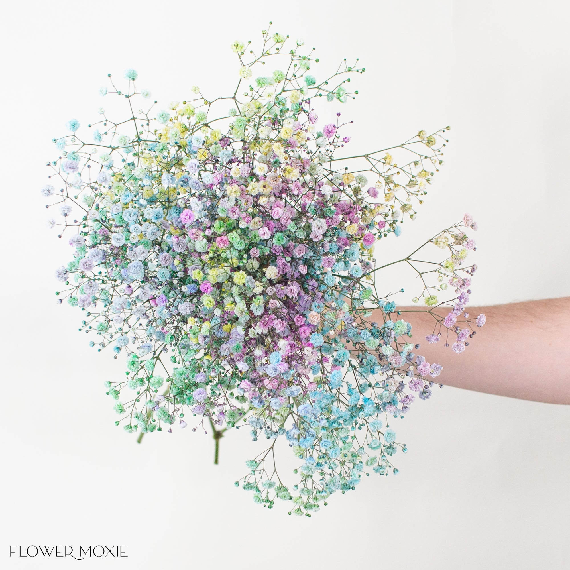 Tinted Rainbow Baby's Breath Flower