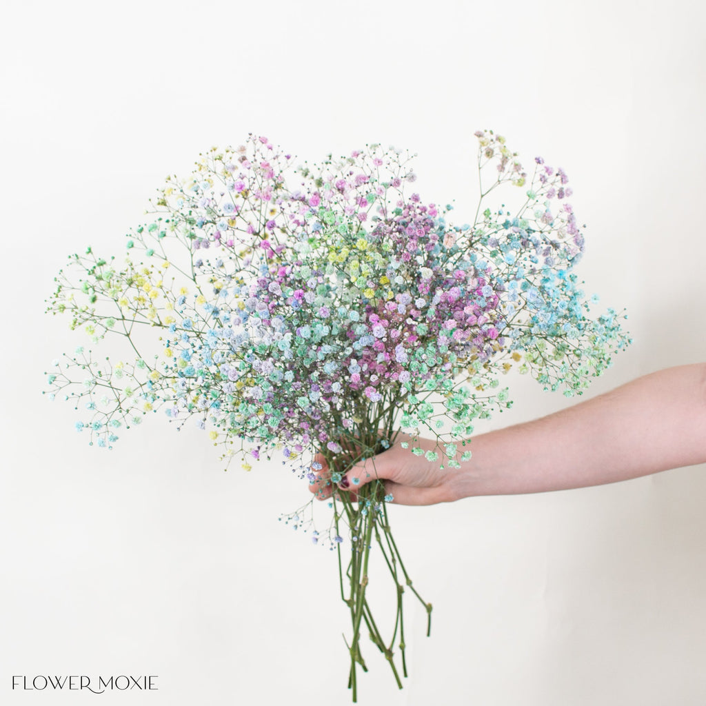 Tinted Rainbow Baby's Breath Flower