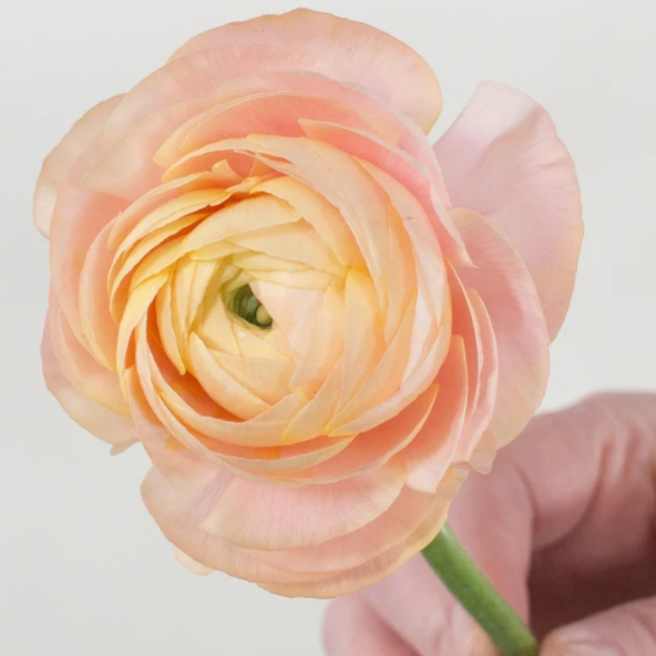 Build Your Own Wildflower Box (10 bunch minimum)