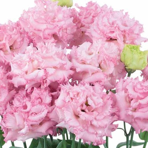 Build Your Own Wildflower Box (10 bunch minimum)